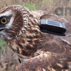 Anitra Backpack S - imm. male Hen Harrier (C.cyaneus)