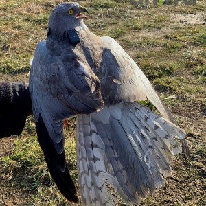 Anitra Backpack S - adult M Hen Harrier (C.cyaneus)