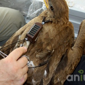 Anitra Backpack L - Steppe eagle (A.nippalensis)