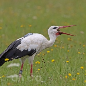 Anitra Backpack L - White stork (C.ciconia)