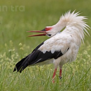 Anitra Backpack L - White stork (C.ciconia)