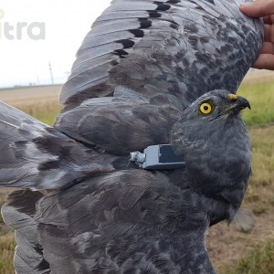 Anitra Backpack S-2s - male Montagu`s harrier (C.pygargus)
