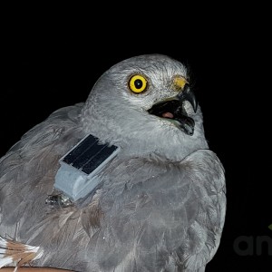 Anitra Backpack S-3s - male Montagu`s harrier (C.pygargus)