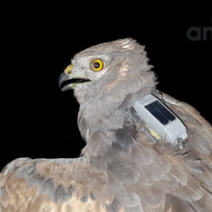 Anitra Backpack S-2s - male Montagu`s harrier (C.pygargus)