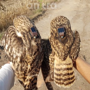 Anitra Backpack S-2s (left) and S-3s (right) - Shored-eared owl (A.flammeus)