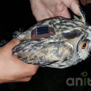 Anitra Backpack S-3s - Longed-eared owl (A.otus)