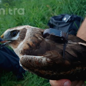 Anitra Backpack S-3s - female Pallid harrier (C.macrourus)