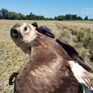 Anitra Backpack S-3s - female Pallid harrier (C.macrourus)