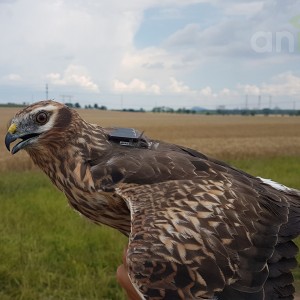 Anitra Backpack S-3s - female Montagu`s harrier (C.pygargus)